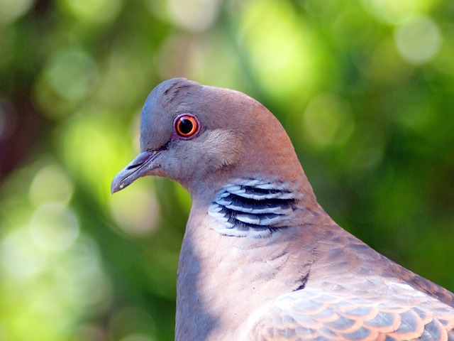 Burung Perkutut